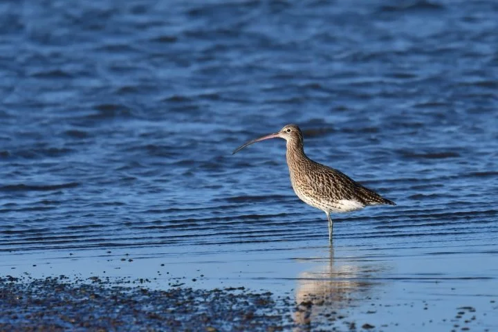 As fêmeas depositam milhares de ovos na areia, que se tornam alimento essencial para aves migratórias, como os maçaricos, durante suas viagens.
