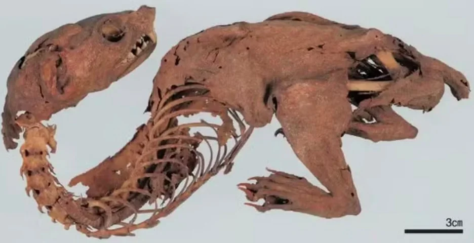 Pesquisadores afirmam ter solucionado o enigma de uma misteriosa criatura mumificada conhecida como 
