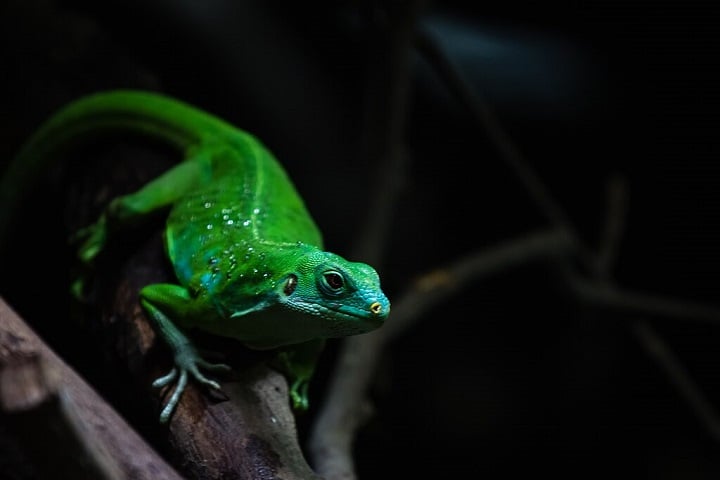 Infelizmente, as iguanas de Fiji enfrentam ameaças como a perda de habitat, predação por espécies introduzidas e o comércio ilegal, sendo consideradas vulneráveis ou em perigo de extinção.