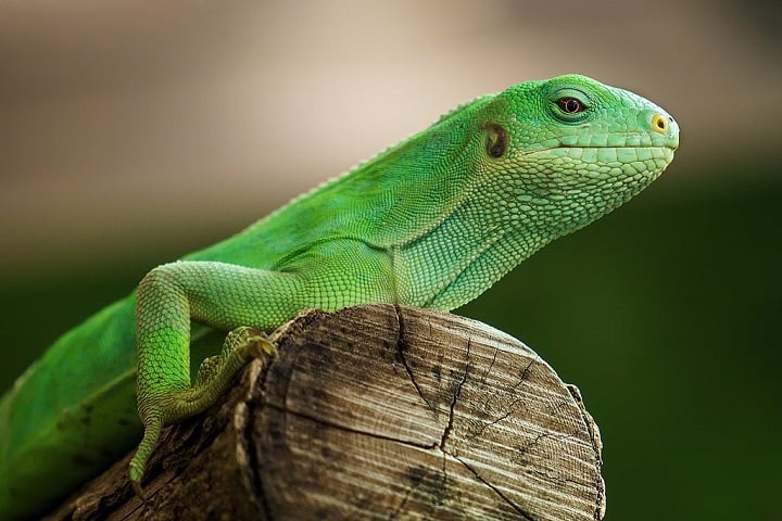 Segundo o Dr. Jimmy McGuire, também coautor do estudo, a viagem pode ter levado de dois meses e meio a quatro meses – um tempo curto o suficiente para essas criaturas sobreviverem.
