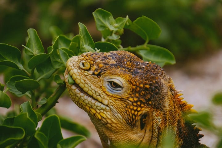 Mesmo com pouca comida disponível, as iguanas herbívoras poderiam ter se alimentado das próprias plantas que as transportavam pelo oceano.