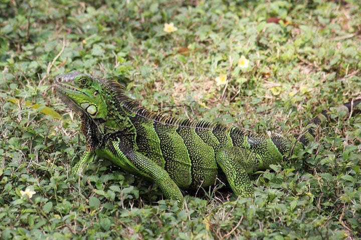 Essa descoberta contradiz teorias anteriores que sugeriam que essas iguanas chegaram por meio de uma rota terrestre, passando pela América do Sul e Antártida.