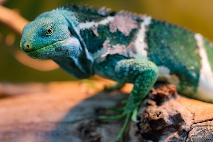 Por muito tempo, alguns cientistas achavam que as iguanas tinham passado por terra, através da Ásia ou Austrália.