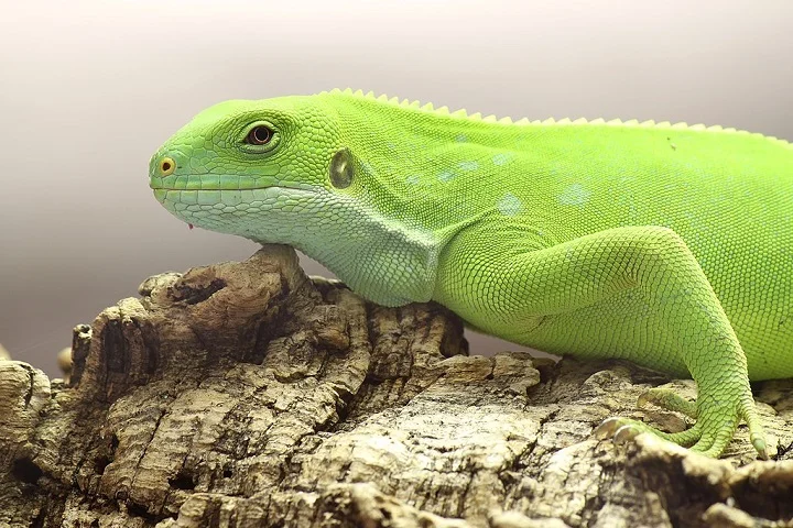 Scarpetta estudou o DNA de várias espécies e notou que as iguanas de Fiji se separaram de seus ancestrais americanos entre 34 e 30 milhões de anos atrás.