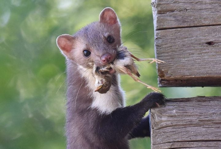 Elas se alimentam de pequenos mamíferos, aves, insetos, ovos e também frutas, sendo considerada uma oportunista na dieta.
