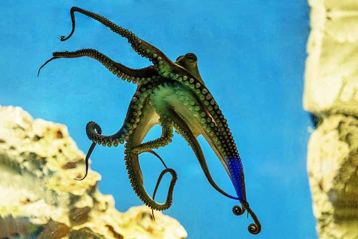 Essa combinação de flexibilidade física e capacidade cognitiva faz com que os cientistas se refiram a eles como “extraterrestres da Terra” — um apelido informal, mas que reflete bem o quanto eles fogem dos padrões evolutivos que conhecemos.