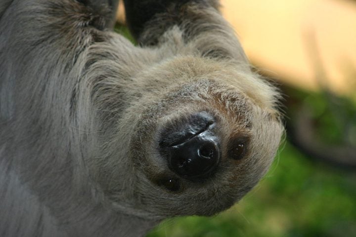 A preservação das preguiças-de-dois-dedos é essencial para manter o equilíbrio dos ecossistemas florestais, onde atua como dispersora de sementes e hospedeira de espécies simbiontes.