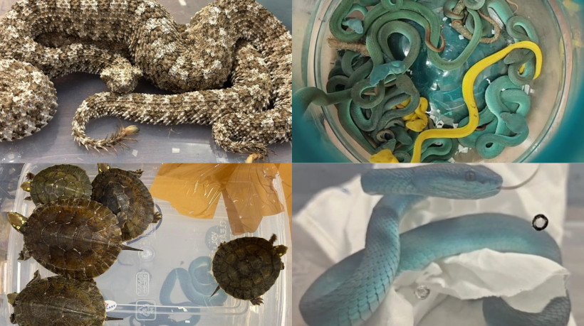 Mais de quarenta víboras foram encontradas em bagagem de homem indiano