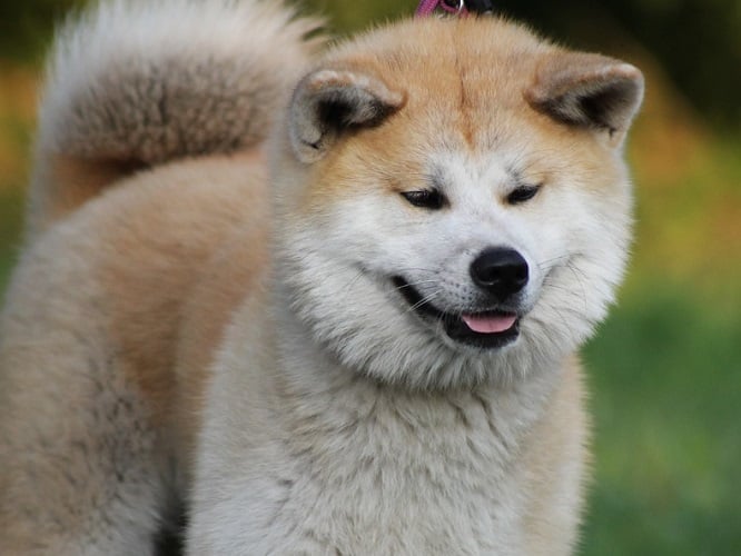 Uma raça não muito falada por aqui, o Akita é conhecido por sua fidelidade, mas pode estranhar com o excesso de carinho recebido, pois são cães muito independentes.