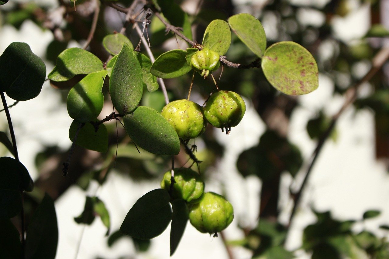 Além disso, a pitanga ajuda a manter a pele saudável e mantém uma boa visão, além de ser muito útil para emagrecer, nutrir e reduzir o acúmulo de líquidos e inchaço do corpo.