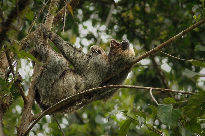 Ultimamente, as preguiças-de-dois-dedos têm sofrido com a redução populacional causada pelo desmatamento e pela expansão agrícola nos estados do Amazonas, Pará e Amapá. Conheça mais sobre esse animal fascinante!