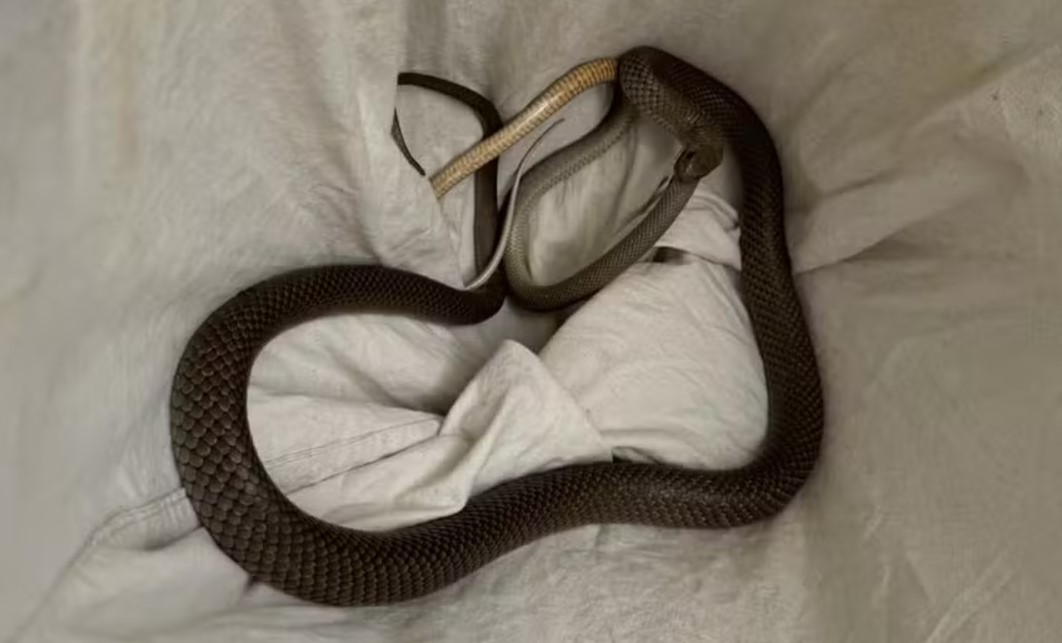 Ao site da ABC News, Kent relatou que foi chamado por pessoas que achavam que as cobras estavam acasalando, mas ele notou que a serpente maior estava devorando a menor.
