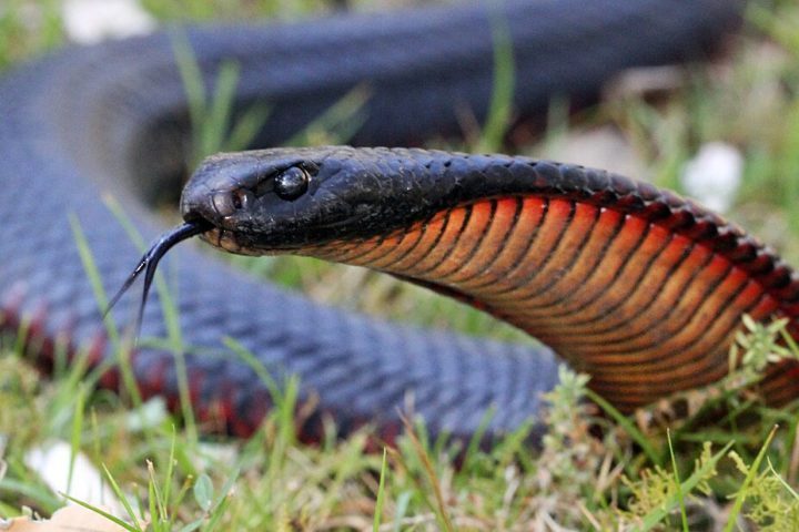Ela estava empinando sua cabeça achatada, a uma fração de segundo de atacar. Foram os 12 passos inversos mais rápidos que já dei na minha vida. Em um minuto eu estava lá, no minuto seguinte não estava, contou o ator na época.