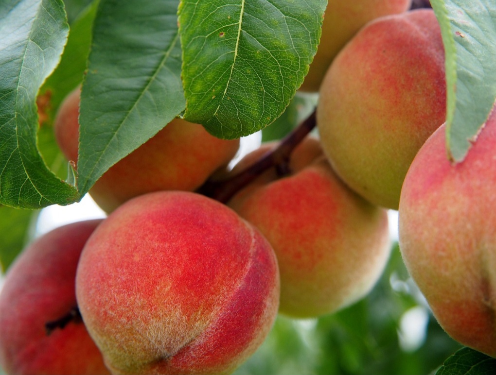 Essa fruta tem uma história longa e fascinante, com raízes que remontam à China há mais de 7.500 anos. Afinal, acredita-se que ela tenha sido cultivada em solo chinês já em 2000 a.C e apareceu em antigos textos deste país datados do século X a.C.