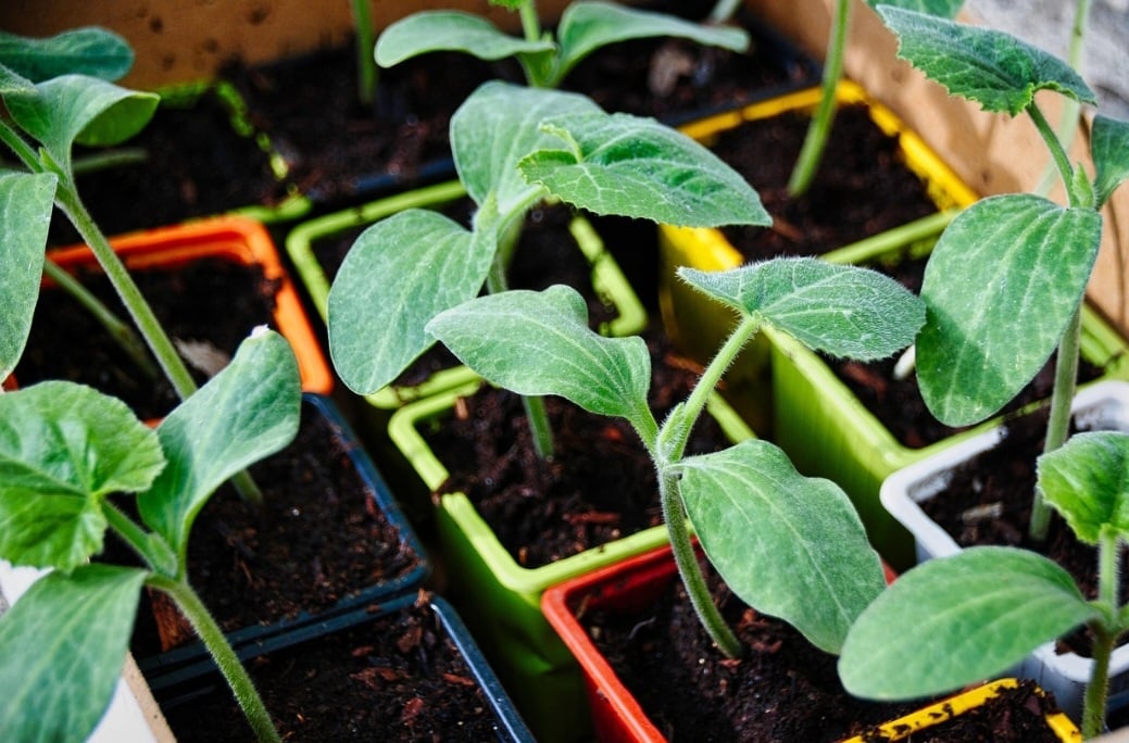 Botanicamente, a abobrinha é o ovário de uma flor. Pertencente à família das cucurbitáceas, assim como a melancia, o melão, o pepino e a abóbora, ela é de fácil digestão, rica em niacina, além de ser fonte de diversas vitaminas.