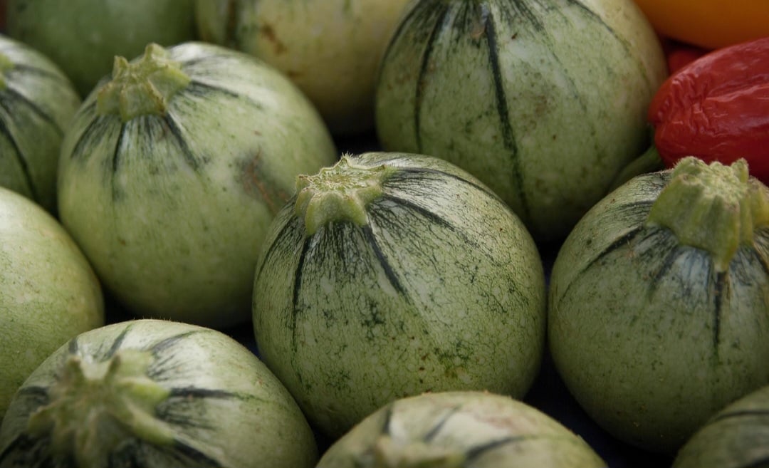 Os dois tipos de abobrinha mais comuns no mercado brasileiro são: a tipo menina, que tem o fruto com pescoço e a tipo italiana, com o fruto alongado e sem pescoço.