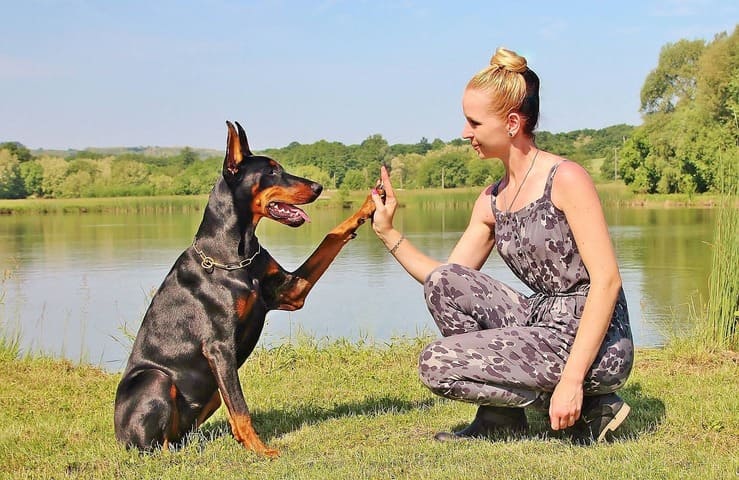 A raça Doberman foi criada na Alemanha no século XIX. Os cães desta raça são considerados os mais elegantes que existe.