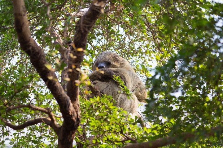 Adaptada ao alto das copas, a preguiça-de-dois-dedos raramente desce ao solo, onde se torna vulnerável a predadores. 