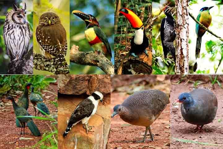 A fiscalização do Buraco das Araras é feita anualmente por órgãos ambientais como o ICMBio, Ibama e secretarias estaduais.