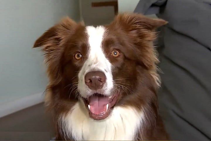 A border collie foi adotada por Isabella e Raphael em São Paulo, e demonstrou desde filhote uma grande facilidade para aprender. 