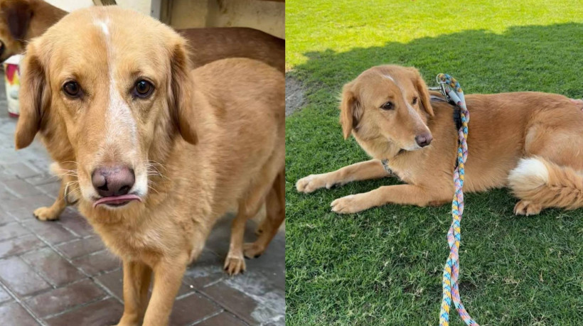 Cadela foi resgatada após andar 160 km e nadar por 1,6