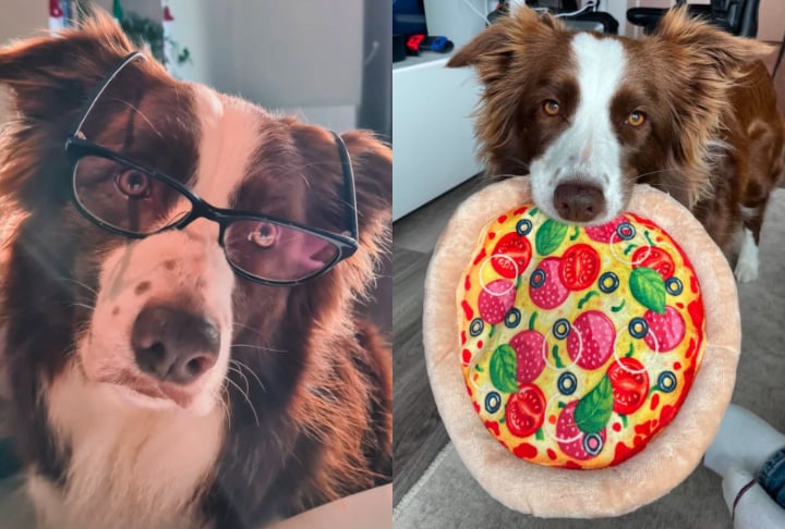 Até mesmo para um border collie, que é uma raça com muita disposição para aprender, ela mostrou uma facilidade fora do comum de memória, explicou a adestradora.