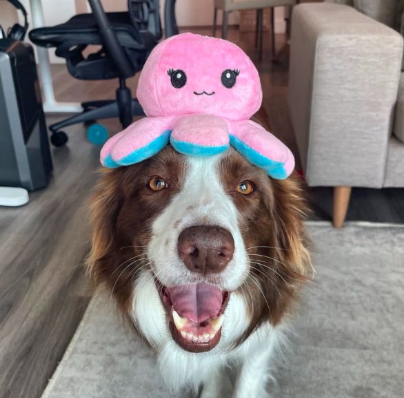 Posteriormente, a pesquisadora Claudia Fugazza, especialista em etologia, visitou Gaia no Brasil para testes mais desafiadores, como buscar brinquedos no escuro e identificar objetos desconhecidos. 