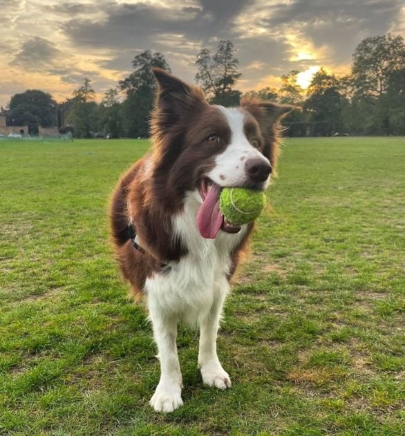 Com menos de um ano, ela já reconhecia os nomes de três brinquedos, algo que chamou a atenção de sua adestradora, Carolina Jardim.