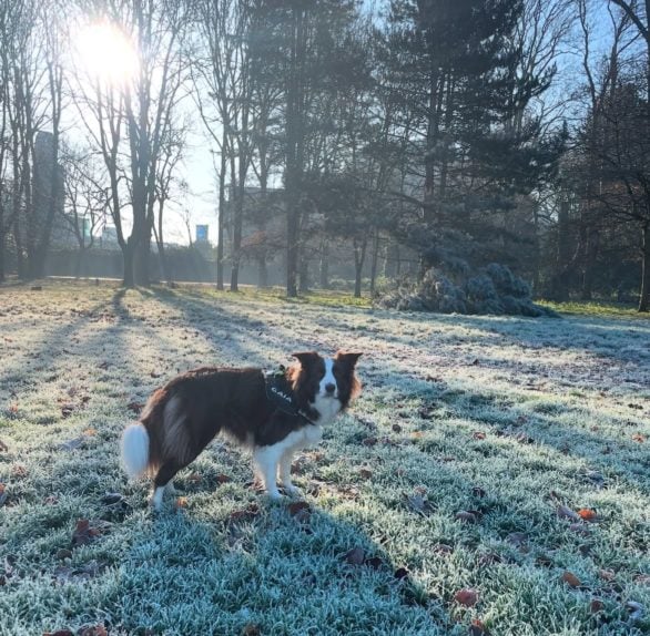 Em 2020, Gaia tornou-se a primeira cachorra brasileira identificada como gifted word learner dog (cachorro com talento de aprender palavras, em português), juntando-se a outros cinco cães já certificados. 