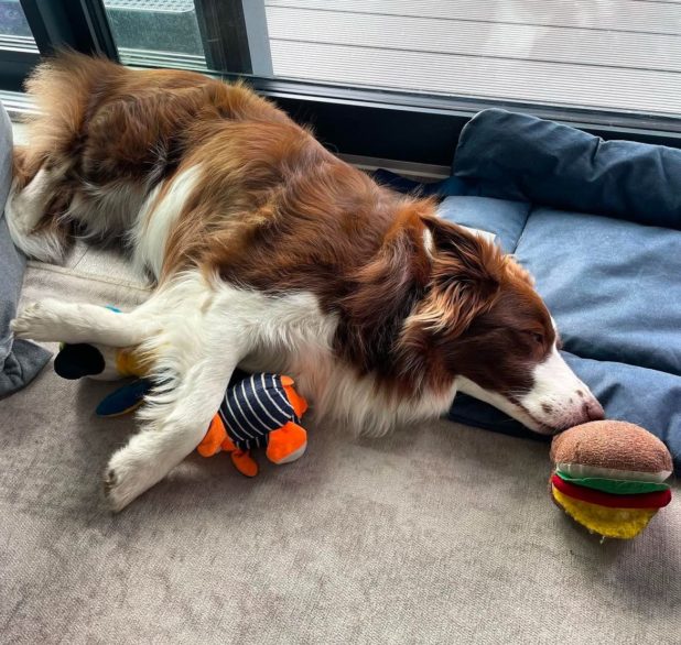 Foi incrível vê-la em ação e o quão rápido ela aprendia. Fiquei particularmente surpresa quando vi como ela excluía objetos que já conhecia ao ouvir o nome de um brinquedo desconhecido, contou a pesquisadora.