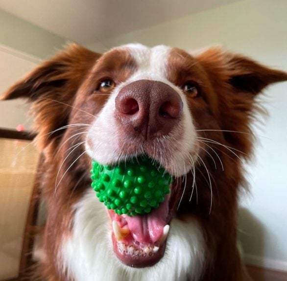 Na ocasião, Gaia lembrou de 9 dos 12 objetos, confirmando sua habilidade cognitiva excepcional.






