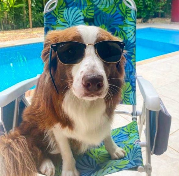 Pedimos aos donos de cachorros para esconder os brinquedos por dois anos para fazer um teste de memória. E ficamos impressionados em ver que a maioria dos cachorros lembrava de uma grande parte dos objetos, contou Fugazza.