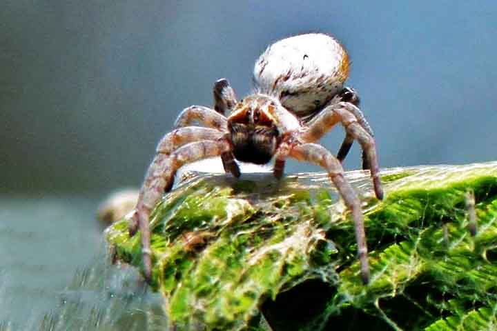 Em outro estudo científico, pesquisadores fizeram uma descoberta sobre as aranhas sociais africanas (Stegodyphus dumicola) que desafia os conceitos tradicionais da ecologia comportamental. 