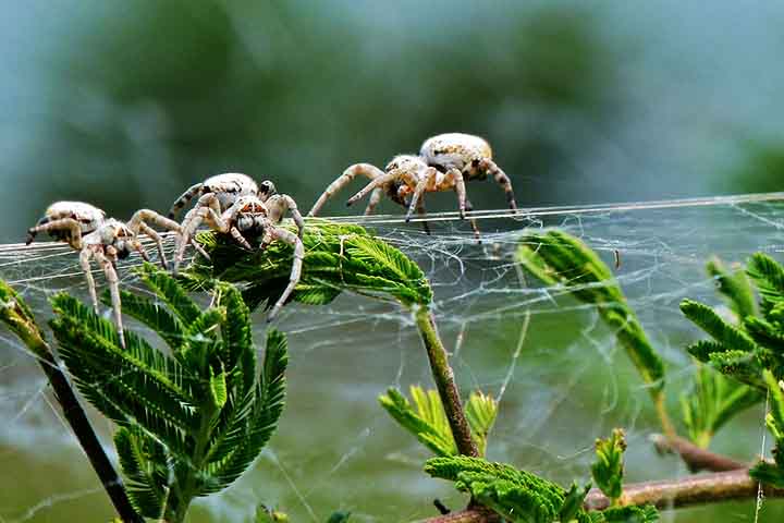 Diferentemente da maioria das aranhas, que são solitárias e até canibais, a Stegodyphus dumicola vive em colônias compostas por dezenas até centenas de indivíduos. 