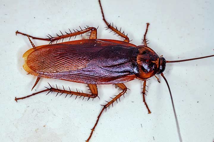 As baratas pertencem à ordem Blattodea, com espécies comuns como Periplaneta americana (barata-americana) e Blattella germanica (barata-germânica). Esses insetos são adaptáveis e vivem em diversos ambientes urbanos e rurais.