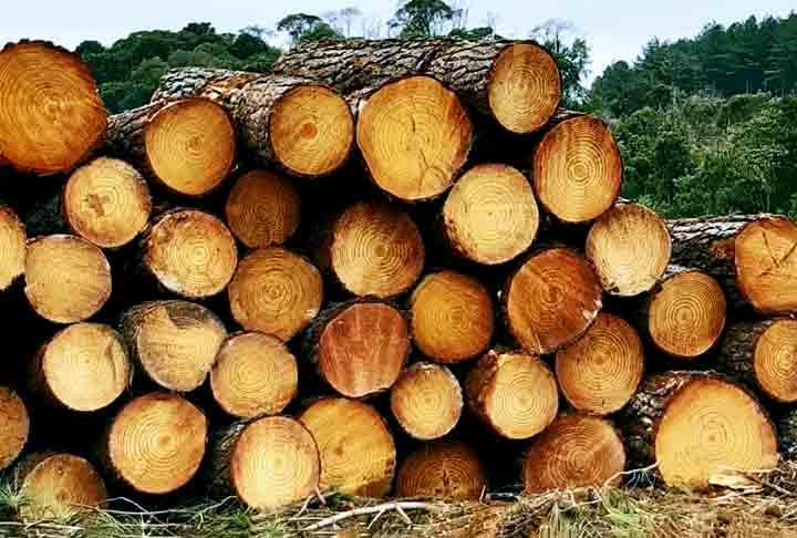 Quando os colonizadores europeus chegaram na América do Norte, por exemplo, a madeira era um recurso abundante e permitia erguer moradias rapidamente.