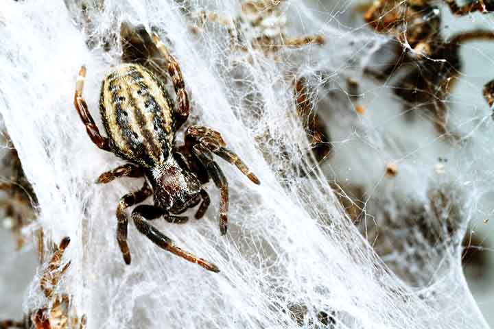 Fatores como fome e mudanças ambientais parecem ser os principais influenciadores das atitudes individuais, tornando impossível prever ações com base em observações anteriores.