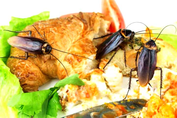 Elas podem disseminar salmonelose, gastroenterite, hepatite A, lepra e infecções intestinais. Também estão associadas a alergias respiratórias devido a seus excrementos e restos corporais.