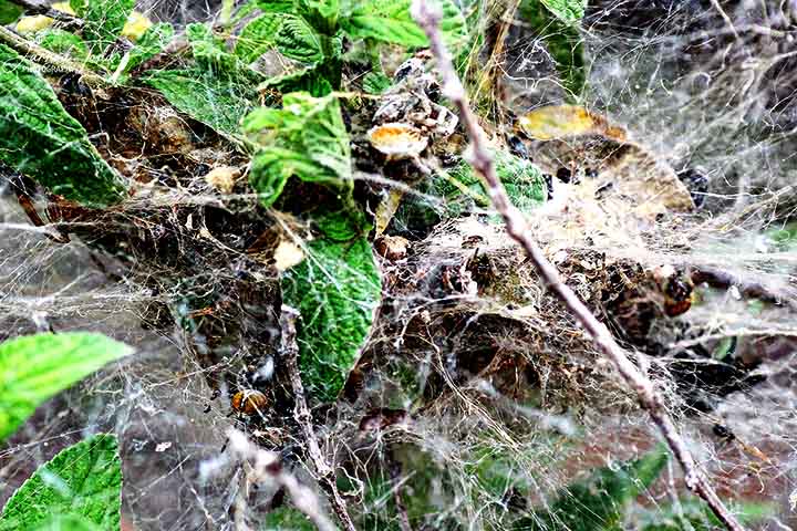 As fêmeas produzem sacos de ovos e protegem seus filhotes até que eles estejam prontos para eclodir. Depois que os filhotes nascem, a mãe se sacrifica, permitindo que eles a devorem num processo chamado matrifagia.
