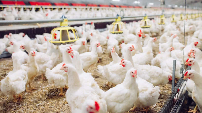 No Cear&aacute; j&aacute; foram realizadas 26 an&aacute;lises em aves com suspeita de gripe avi&aacute;ria, destas 16 apresentaram sintomas. Todas foram, at&eacute; agora, negativadas 