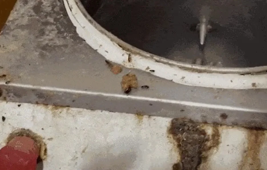 Imagens de uma fábrica clandestina interditada no Rio de Janeiro causaram perplexidade tamanha a sujeira e a infestação de baratas. 