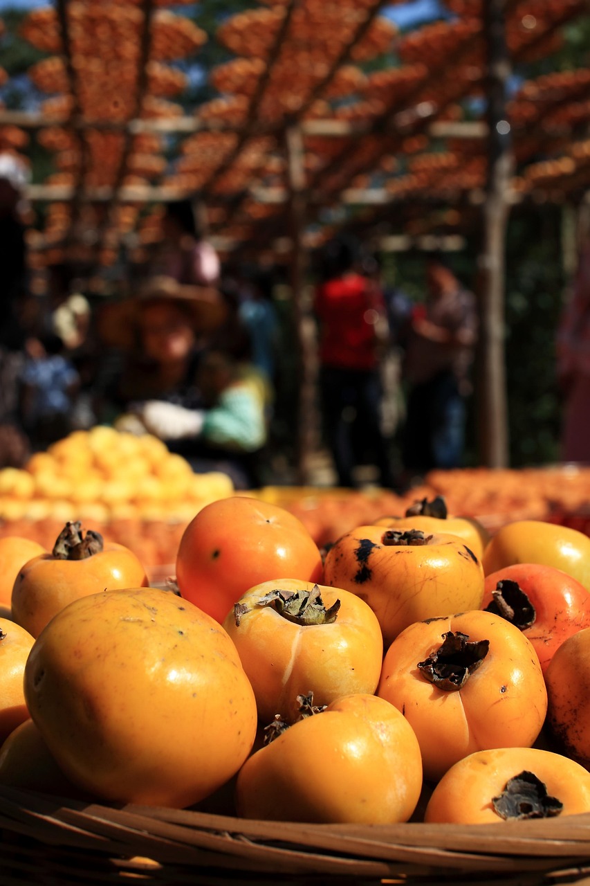 Ele chegou ao Brasil durante a imigração japonesa e é muito cultivado na região sul e no estado de São Paulo, em Itatiba, Piedade e Mogi das Cruzes, que se tornou a terra do caqui.