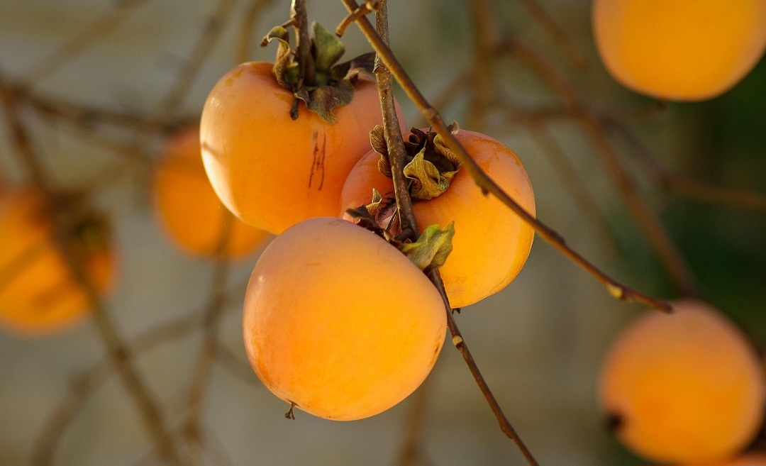 Por possuir luteína e zeaxantina, o caqui pode reduzir o risco de algumas doenças oculares. Isso inclui a degeneração macular relacionada à idade, um problema de saúde que afeta a retina e pode causar perda parcial ou total da visão.
