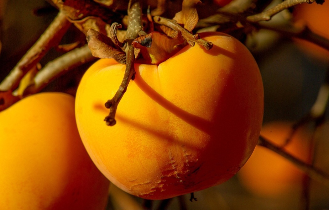 Desse modo, esse fruto equilibra a saúde da flora intestinal, prevenindo o surgimento de situações como diarreia e câncer no intestino.