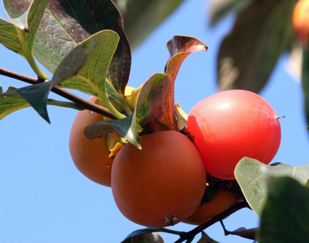 Fruto do caquizeiro, ele apresenta diversas variedades. A vermelha, quando madura, é muito doce e mole e precisa de muito cuidado no transporte para não se amassar. Ela é muito consumida em Portugal. 