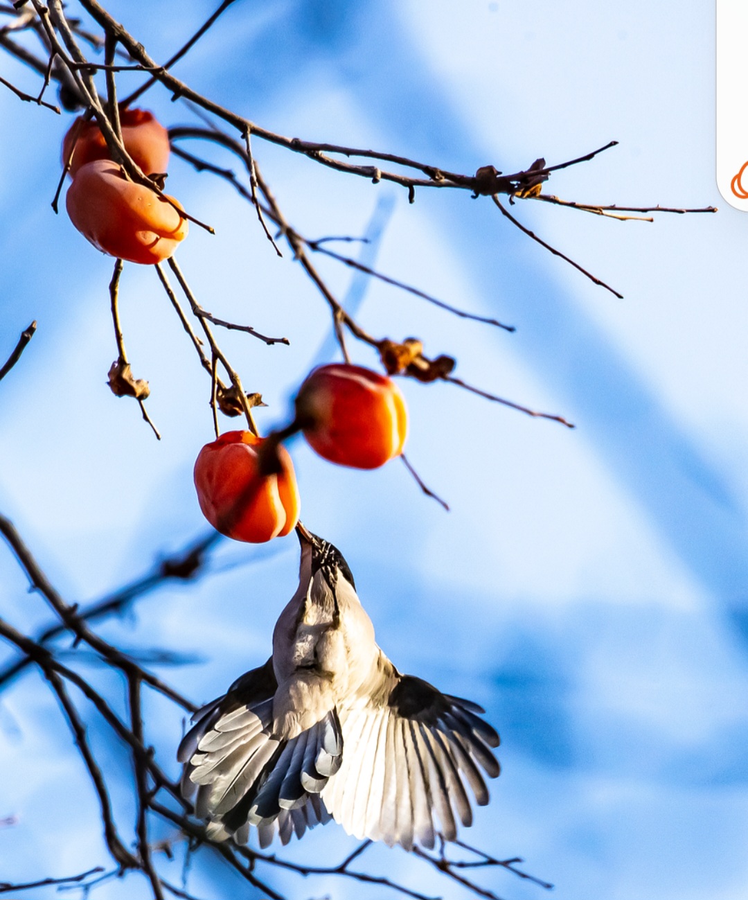 A vitamina C presente no caqui melhora a absorção do ferro presente nos alimentos, ajudando a tratar a anemia, já que é fundamental para a formação da hemoglobina.