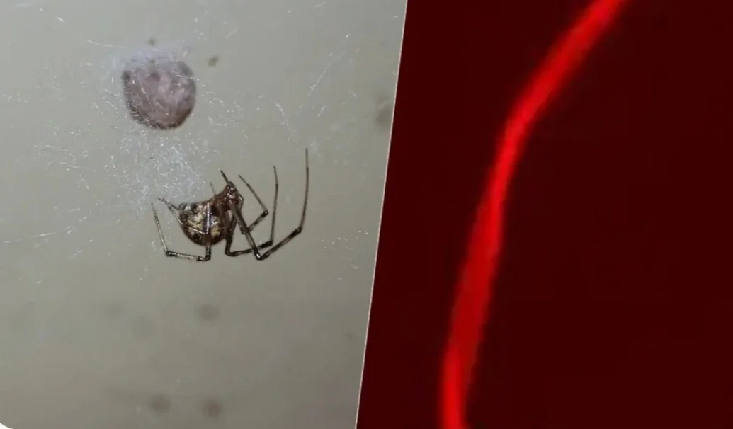 Cientistas alemães da Universidade de Bayreuth  fizeram uma experiência genética com um grupo de aranhas e se surpreenderam: elas passaram a tecer uma teia na cor vermelho fluorescente.