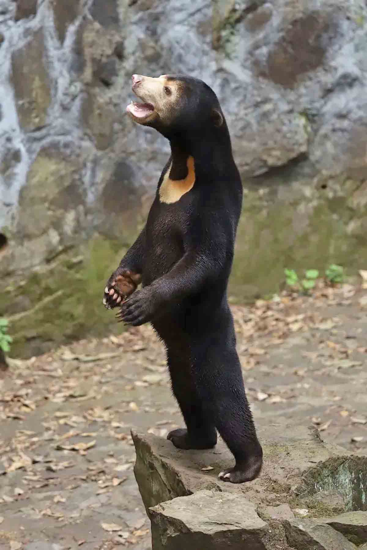 E não para por aí. Um outro zoológico chinês - o de Hangzhou - também chamou atenção com uma imagem que o público apontou como fake.