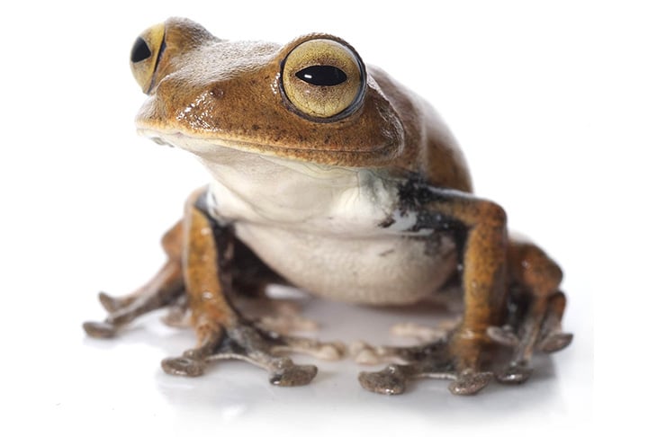 O Sapo Vampiro Voador vive nas florestas do Vietnã, um dos locais mais úmidos do mundo. Em 2010, a bióloga Jodi Rowley descobriu a espécie e se surpreendeu ao examinar o girino e ver que ele tinha dentes semelhantes aos de vampiros.