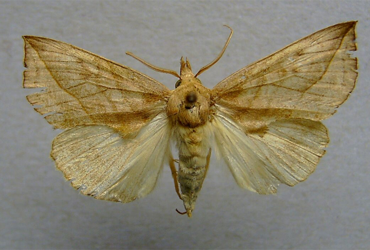 As Calyptra são mariposas encontradas na Sibéria e possuem uma língua repleta de espinhos. Elas bebem sangue de vertebrados e até mesmo de humanos. Algumas espécies que residem na Ásia têm como alvo animais ainda maiores como, por exemplo, os elefantes.